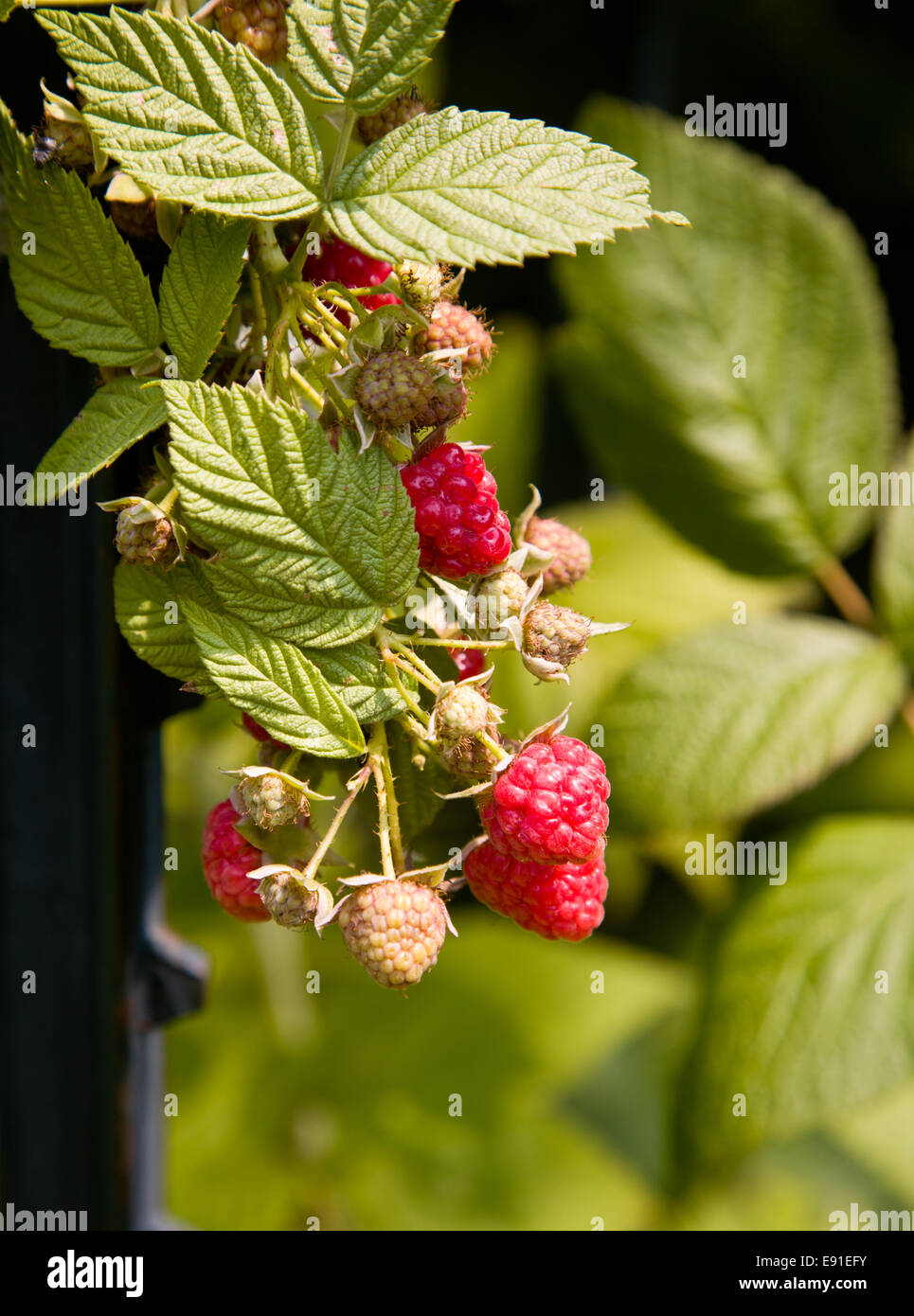 Raspberry berry growing on vine Stock Photo Alamy