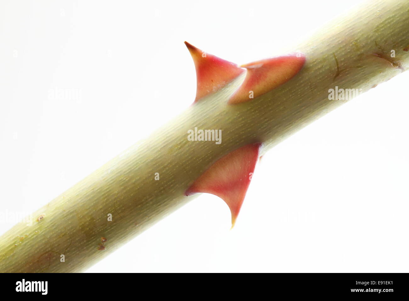 rose thorn Stock Photo