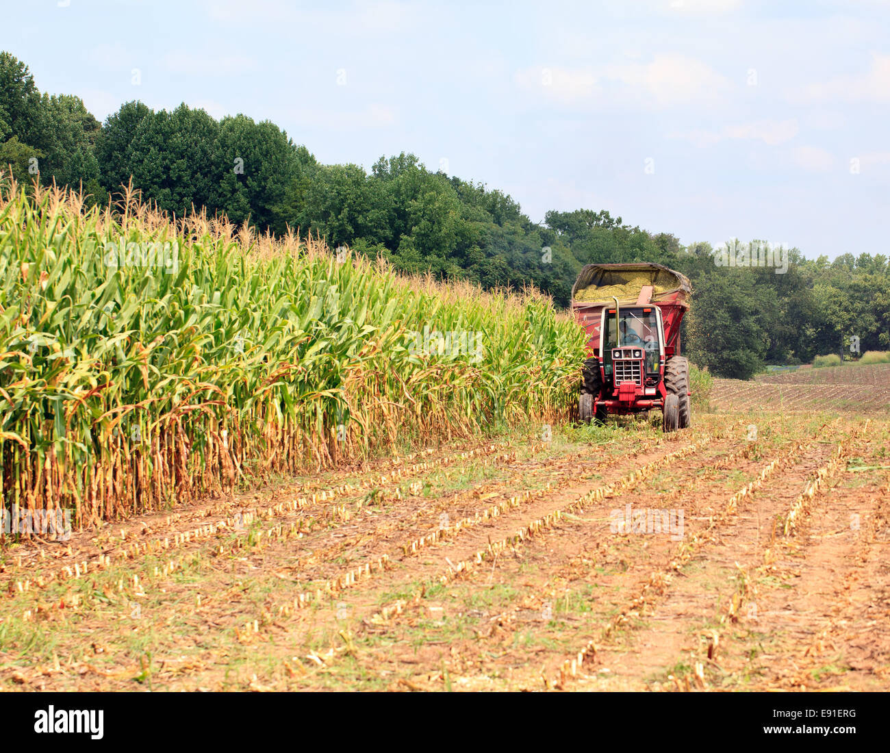 Rows of corn ready for harvest Stock Photo - Alamy