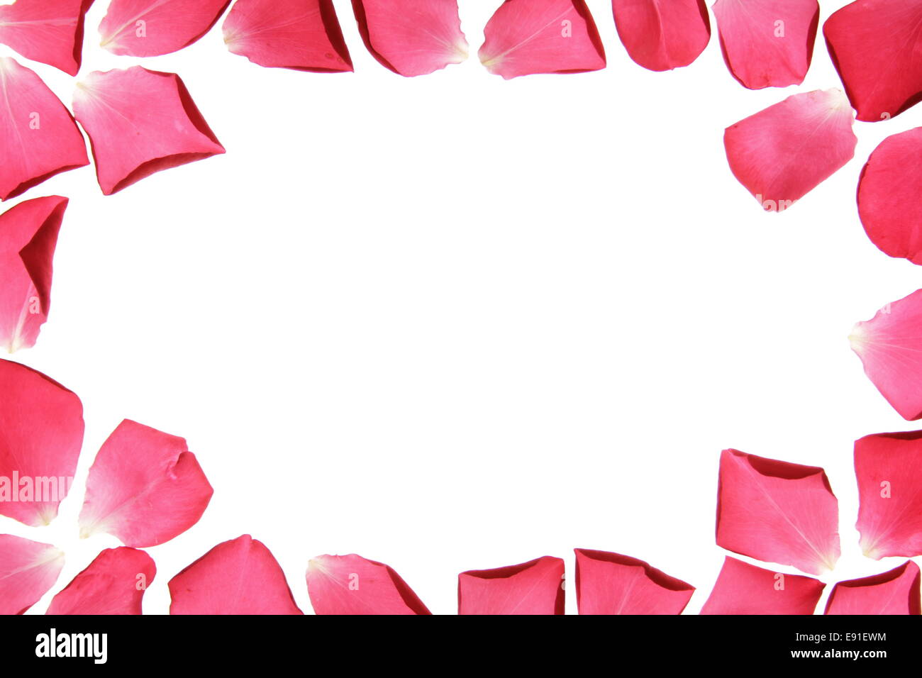 frame from rose petals Stock Photo
