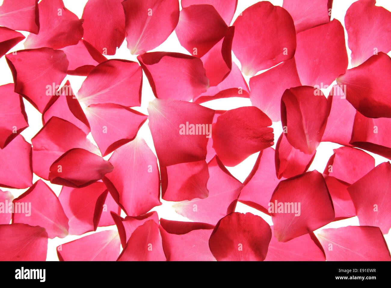 background from rose petals Stock Photo