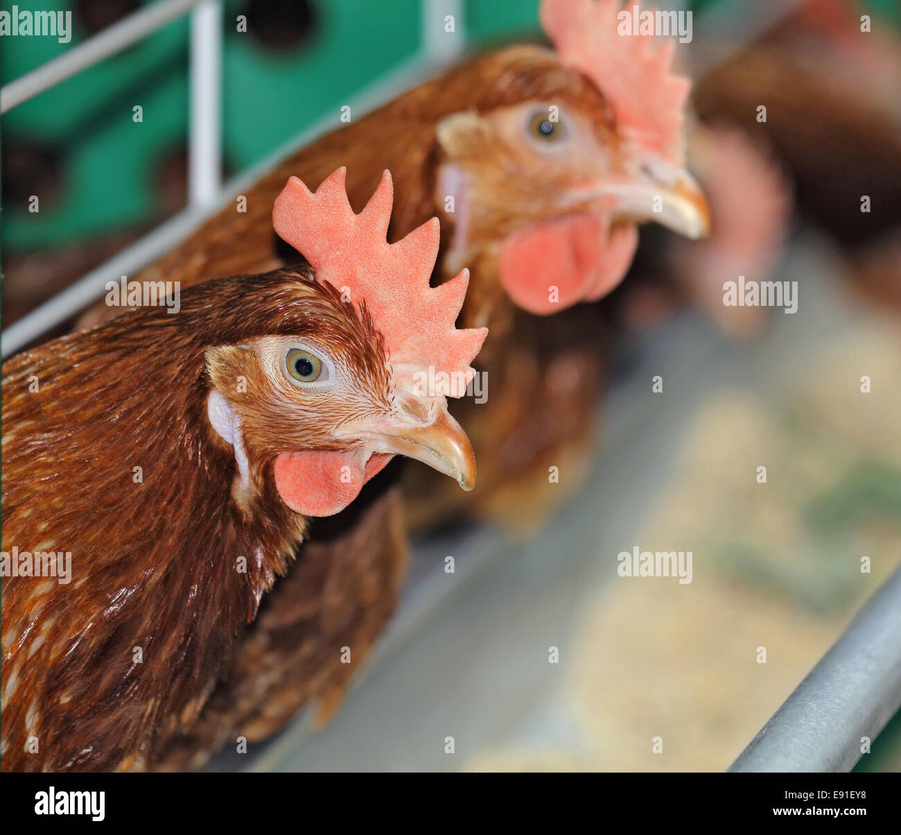 Red chickens in cage Stock Photo