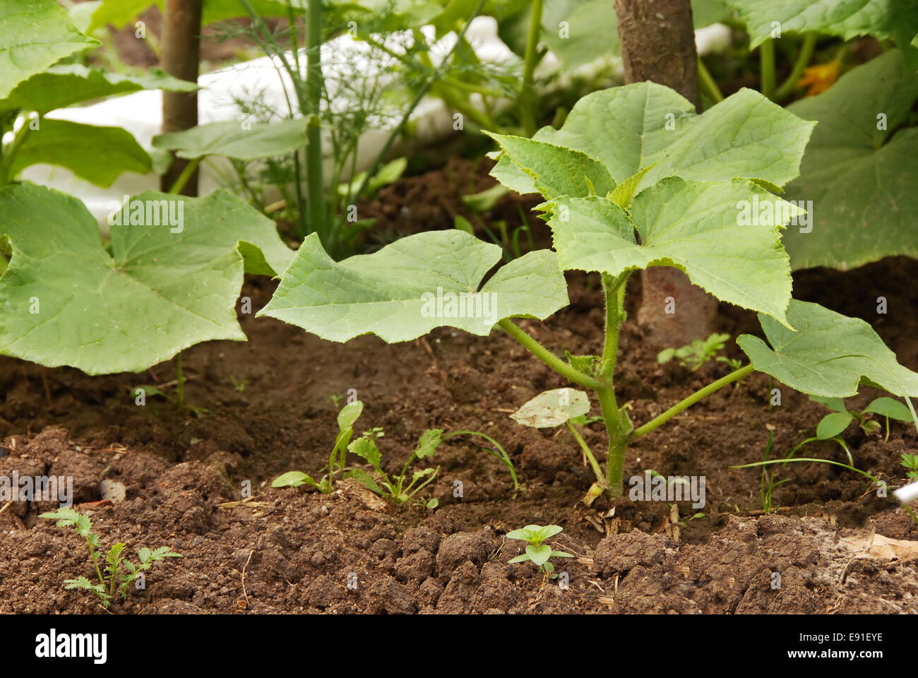 Growing marrow squash Stock Photo