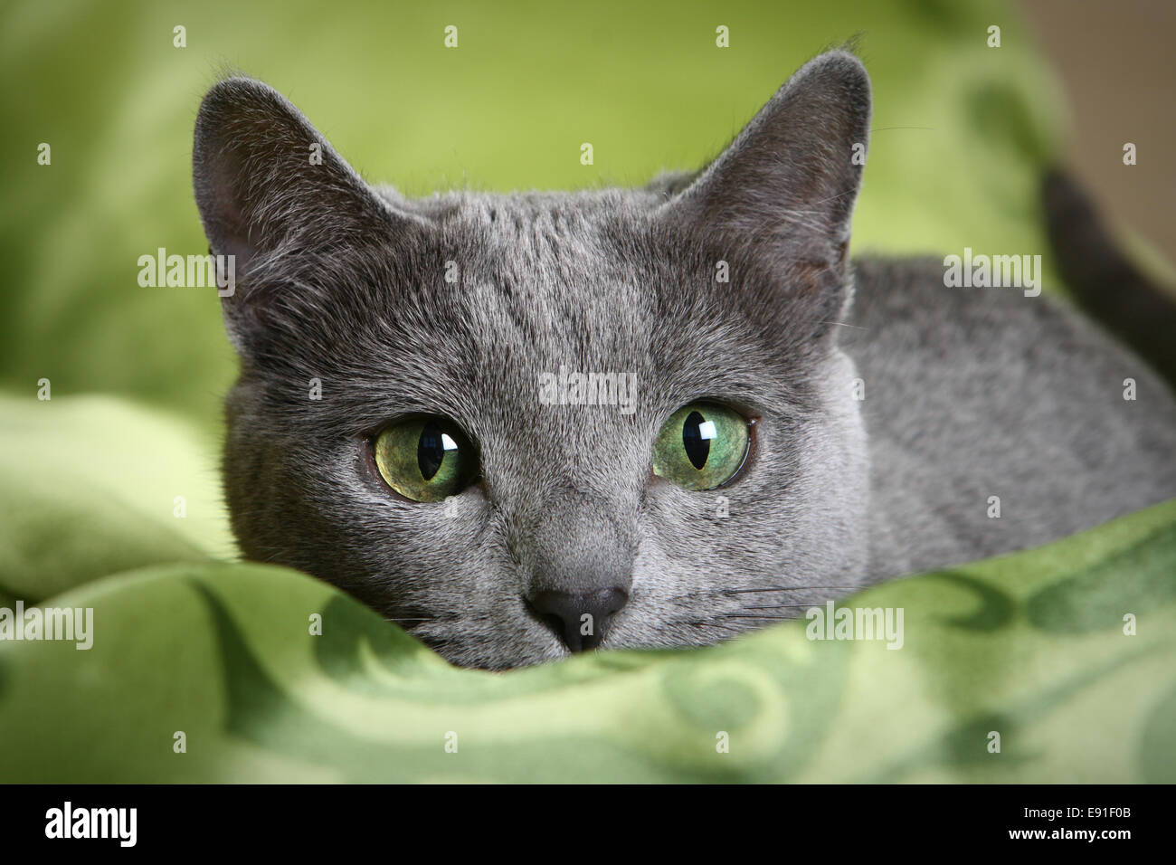 Russian blue cat girl hires stock photography and images Alamy