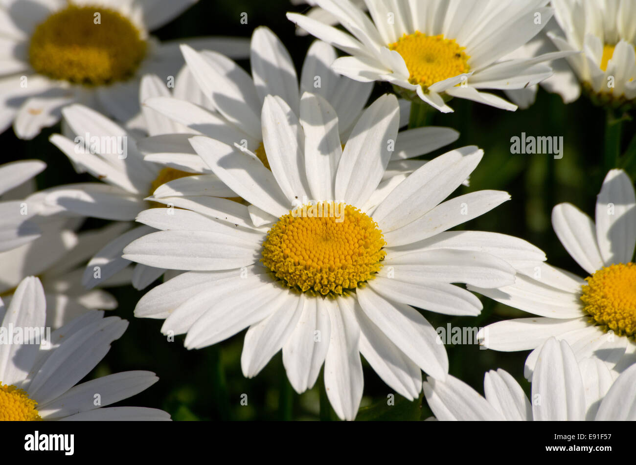 Leucanthemum x superbum Snowdrop Stock Photo