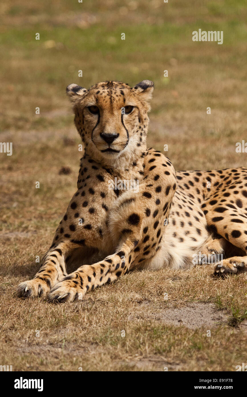 cheetah (Acinonyx jubatus) Stock Photo
