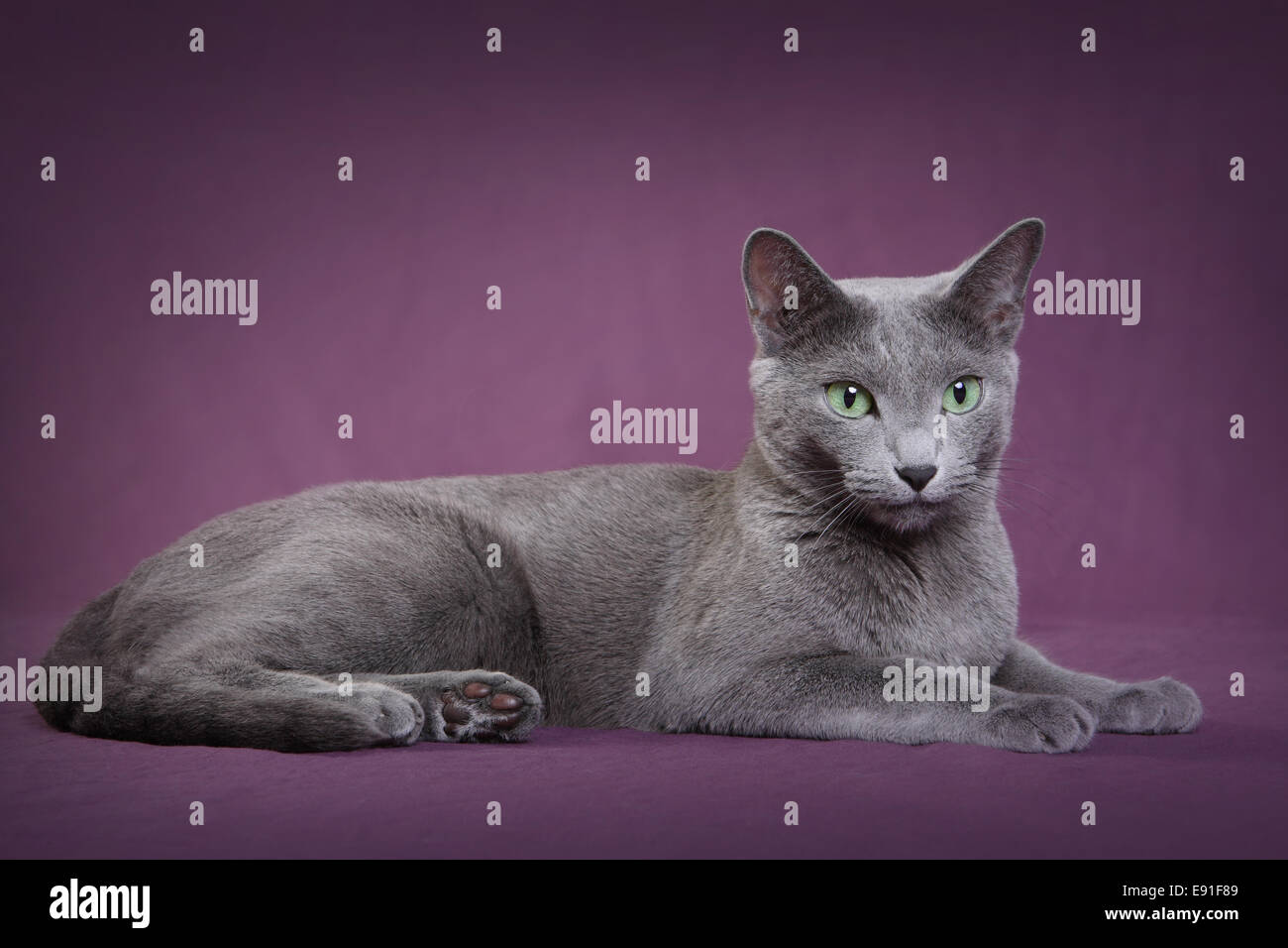 Russian Blue Stock Photo - Alamy