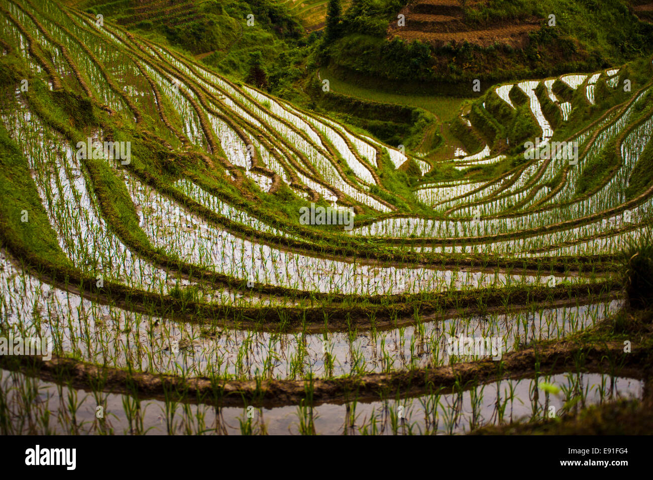 Terrace farming steep hi-res stock photography and images - Alamy