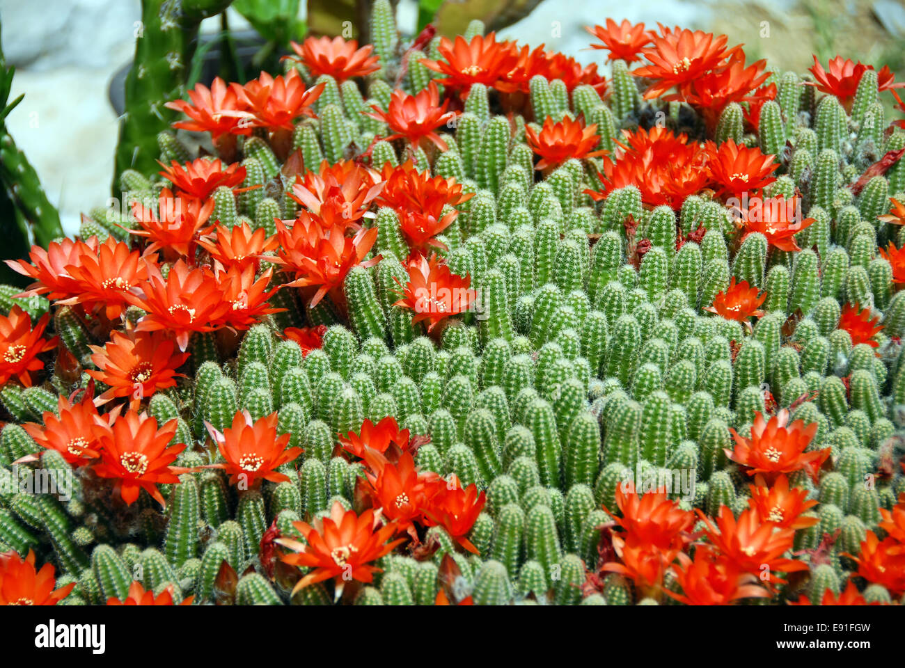 Cactus red flowers Stock Photo