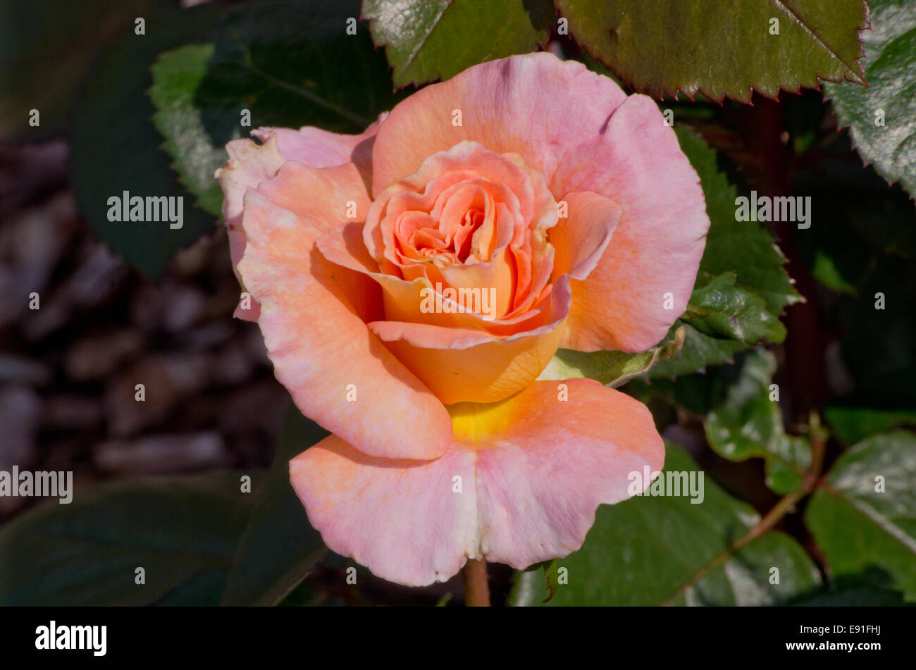 Rose Kings Macc Stock Photo Alamy