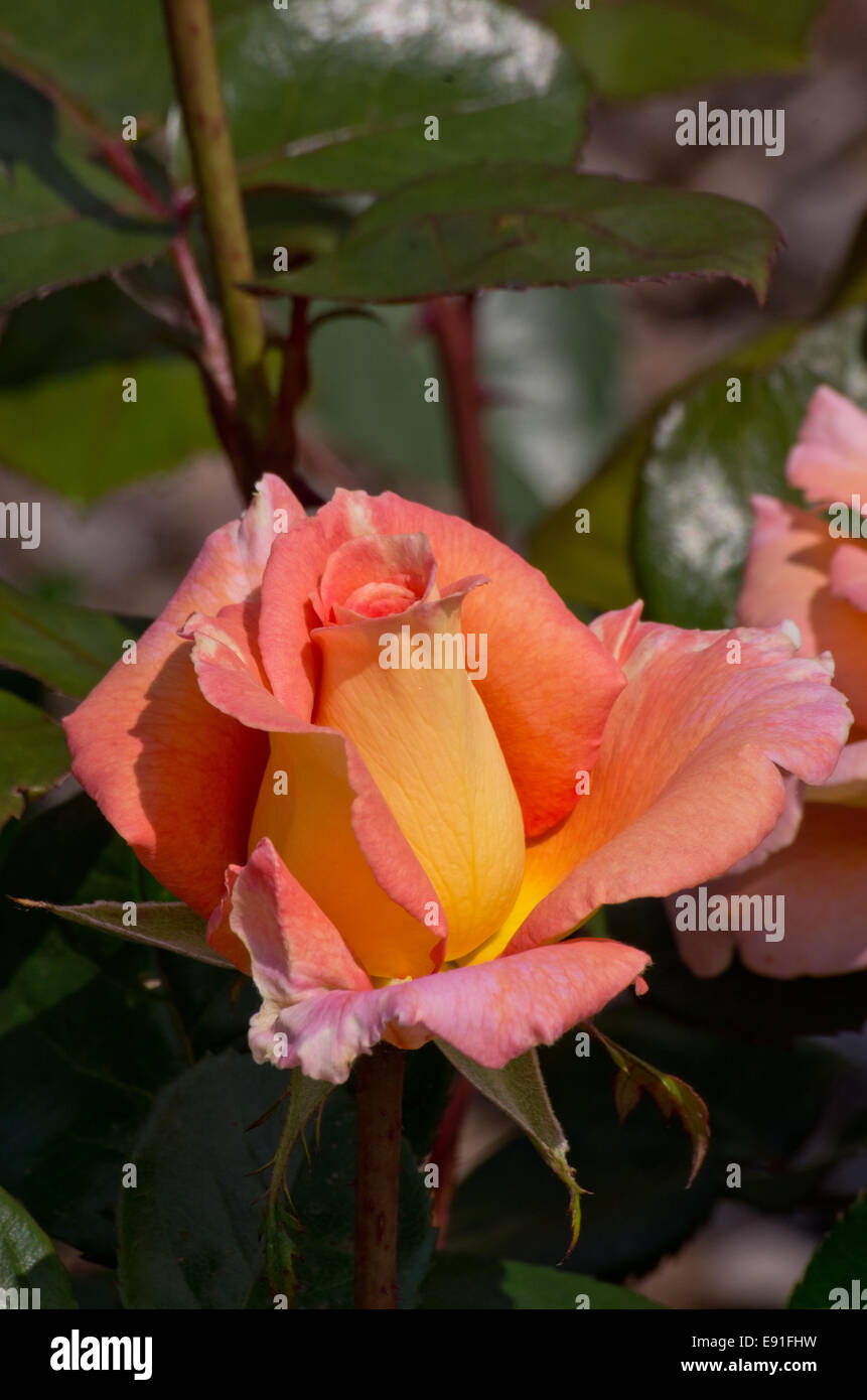 Rose Kings Macc Stock Photo Alamy