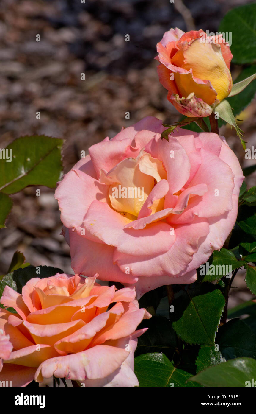 Rose Kings Macc Stock Photo Alamy