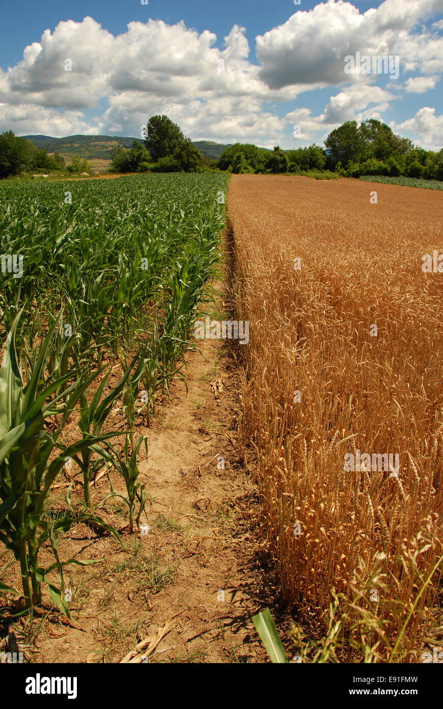 Wheat and corn planting Stock Photo Alamy