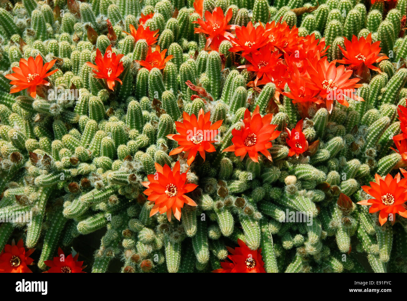 Cactus red flowers Stock Photo