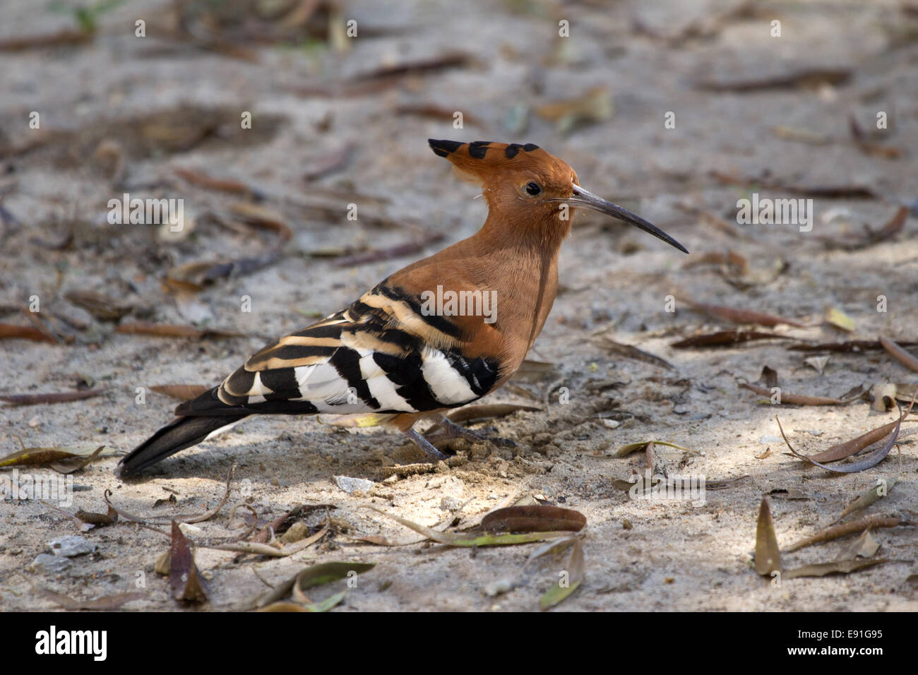 African Hoopoe Stock Photo