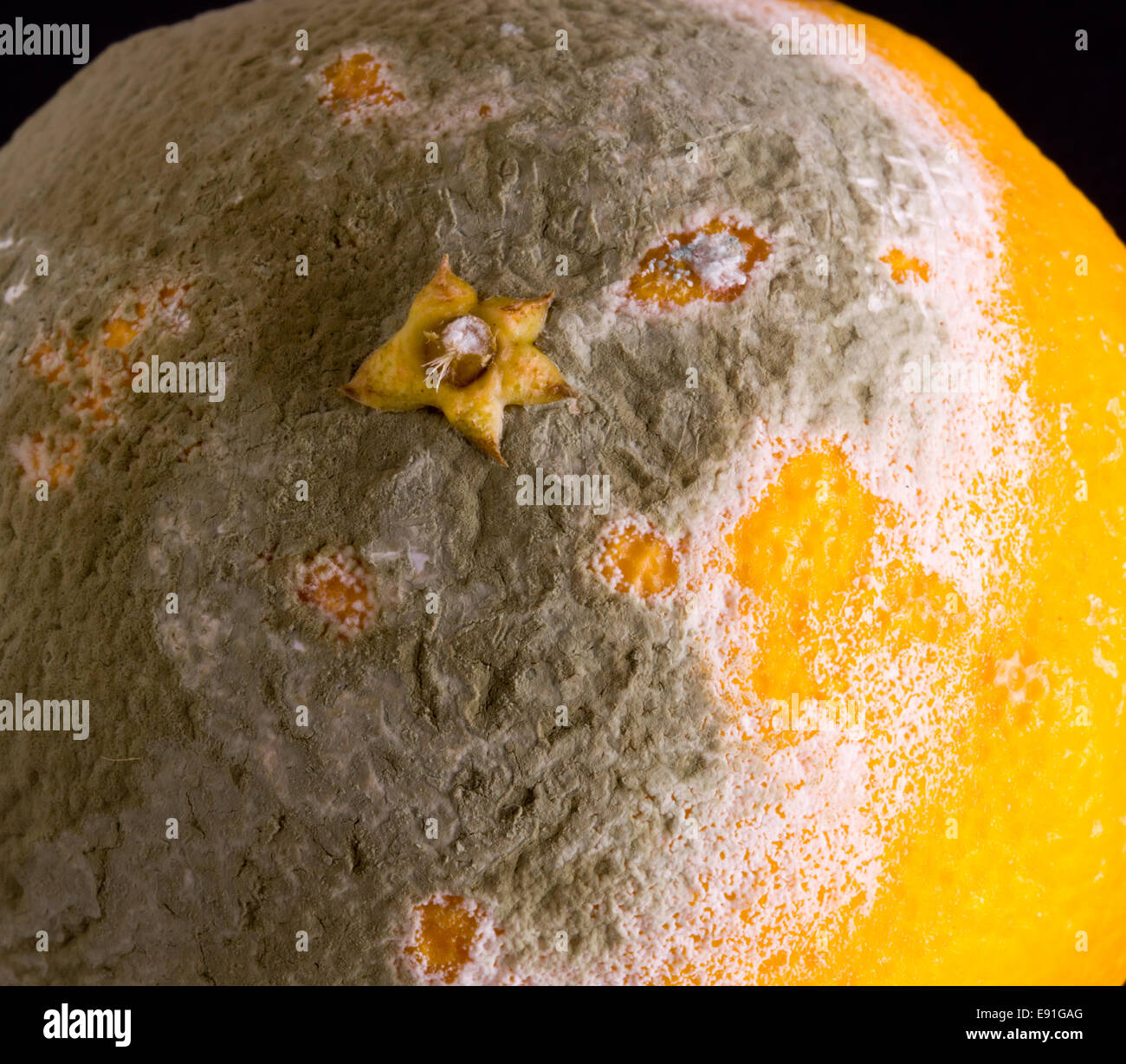 Moldy mandarin hires stock photography and images Alamy