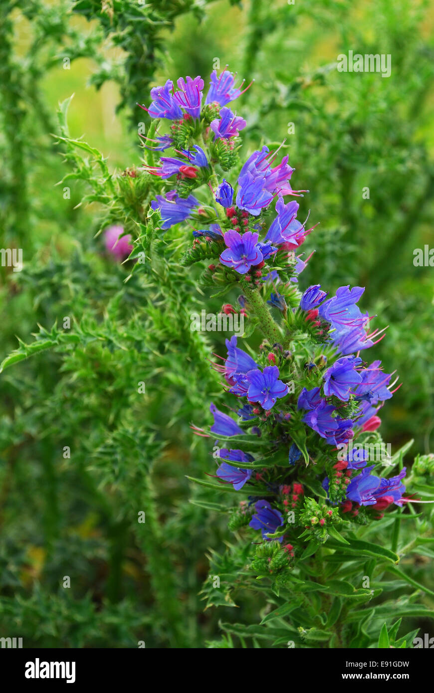 Blueweed or Viper's Bugloss Stock Photo