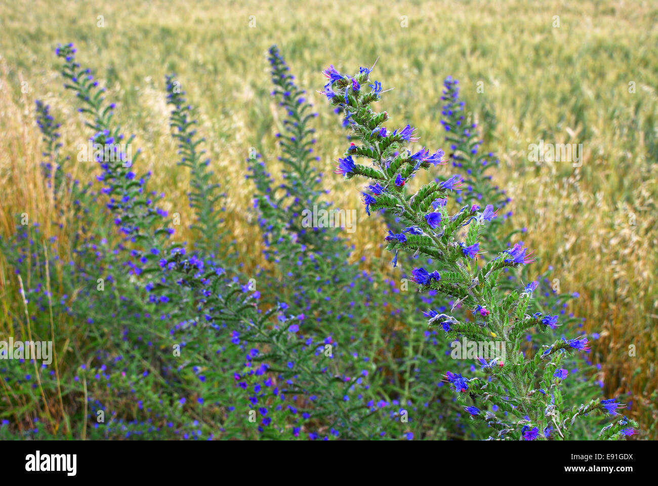 Blueweed in a meadow Stock Photo