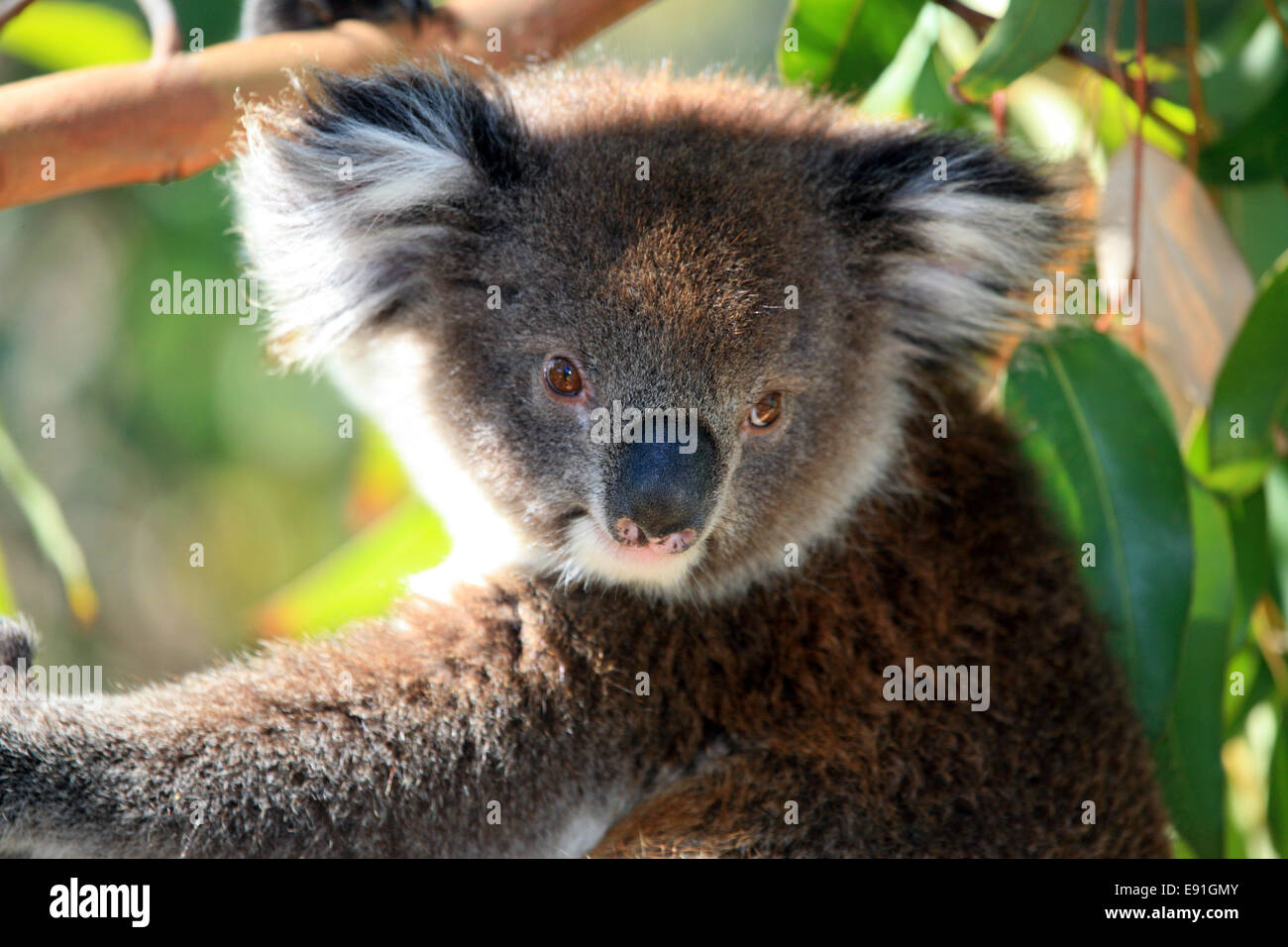 Koala bear in his tree Stock Photo
