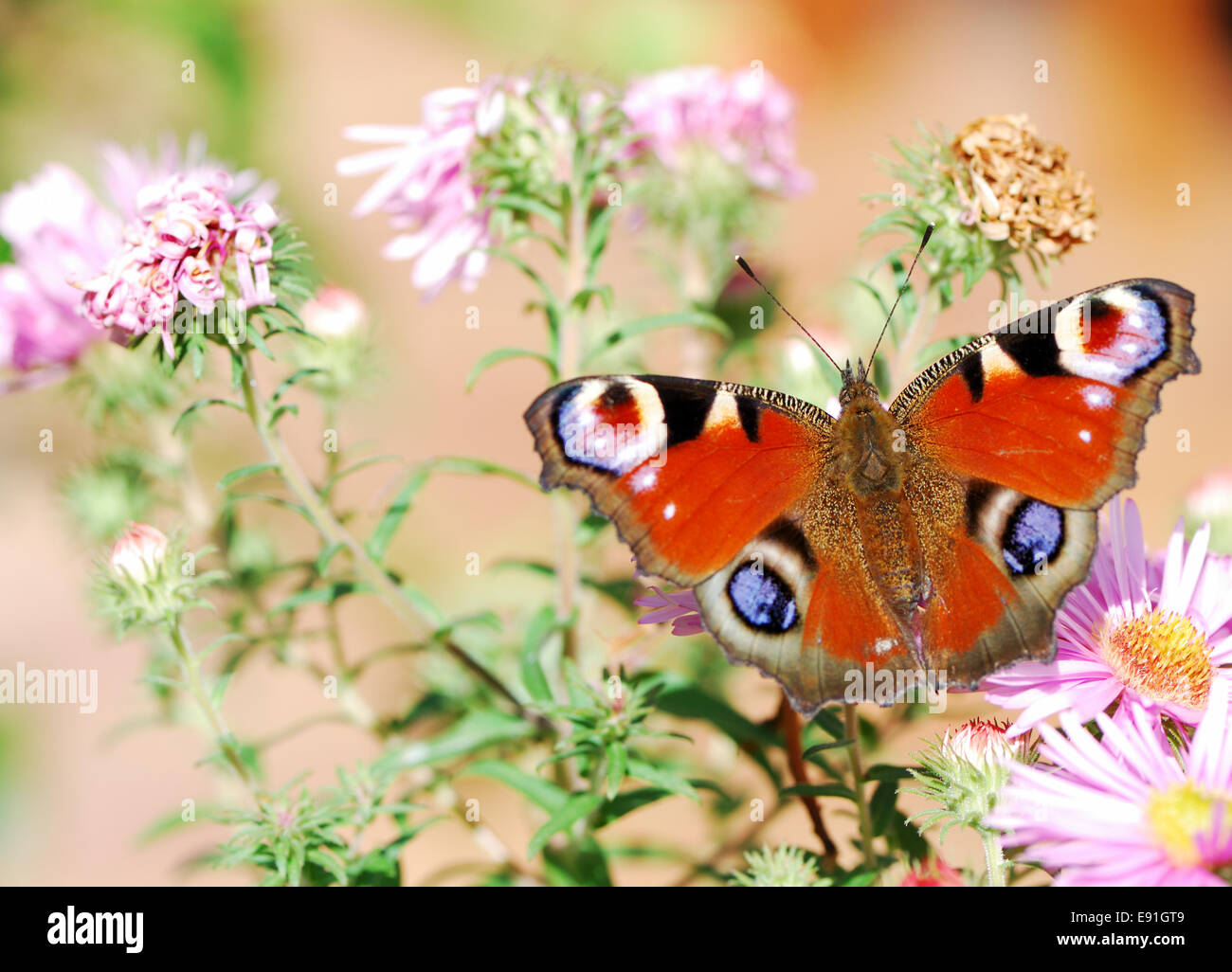 Aster with peacock butterfly hi-res stock photography and images - Alamy
