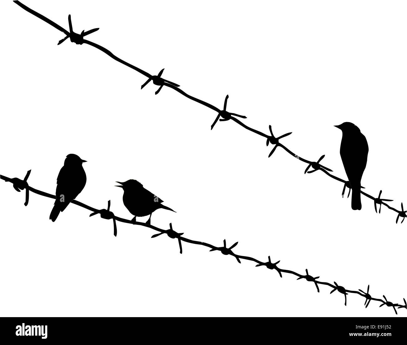 silhouette three birds on barbed wire Stock Photo