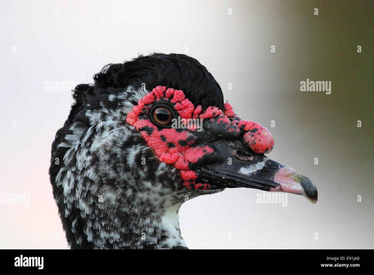 Muscovy Duck Stock Photo