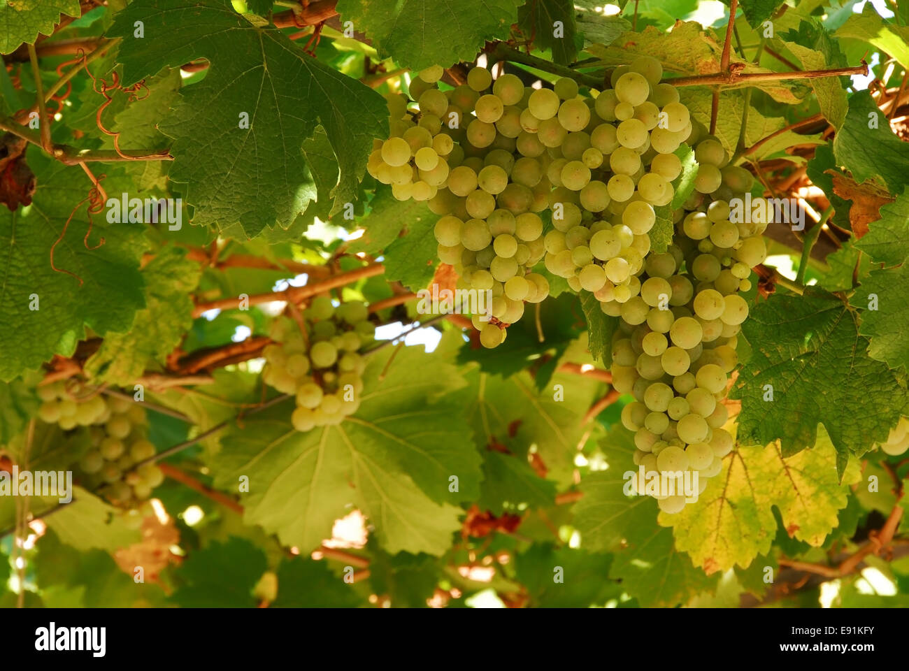 Brown spots grapes hires stock photography and images Alamy