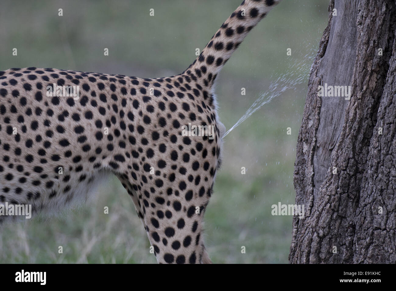 Cheetah marking a tree Stock Photo - Alamy