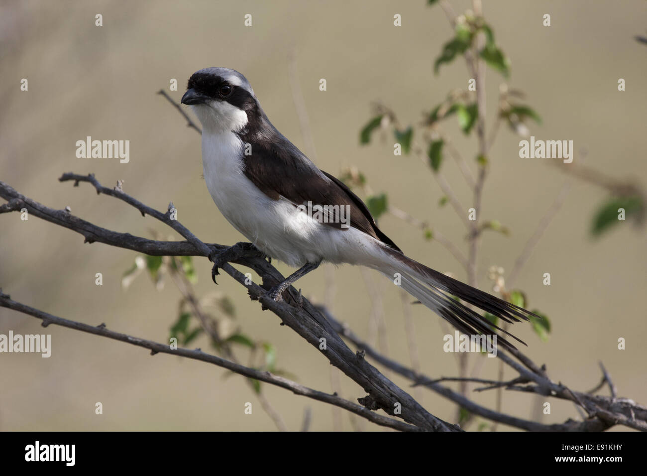 Grey backed bird hi-res stock photography and images - Alamy