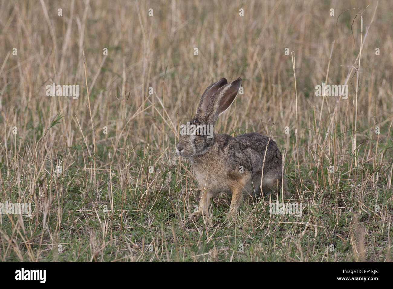 Cape hare Masai Mara Stock Photo