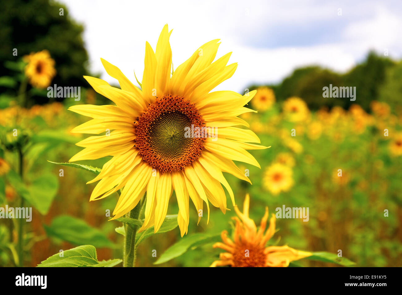 Nature sunflowers hi-res stock photography and images - Alamy