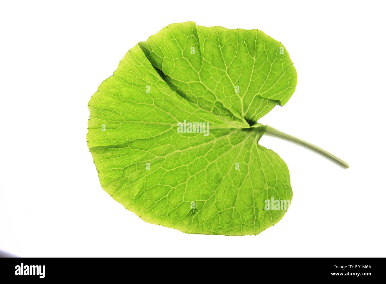 leaf of japanese horseradish wasabi Stock Photo Alamy