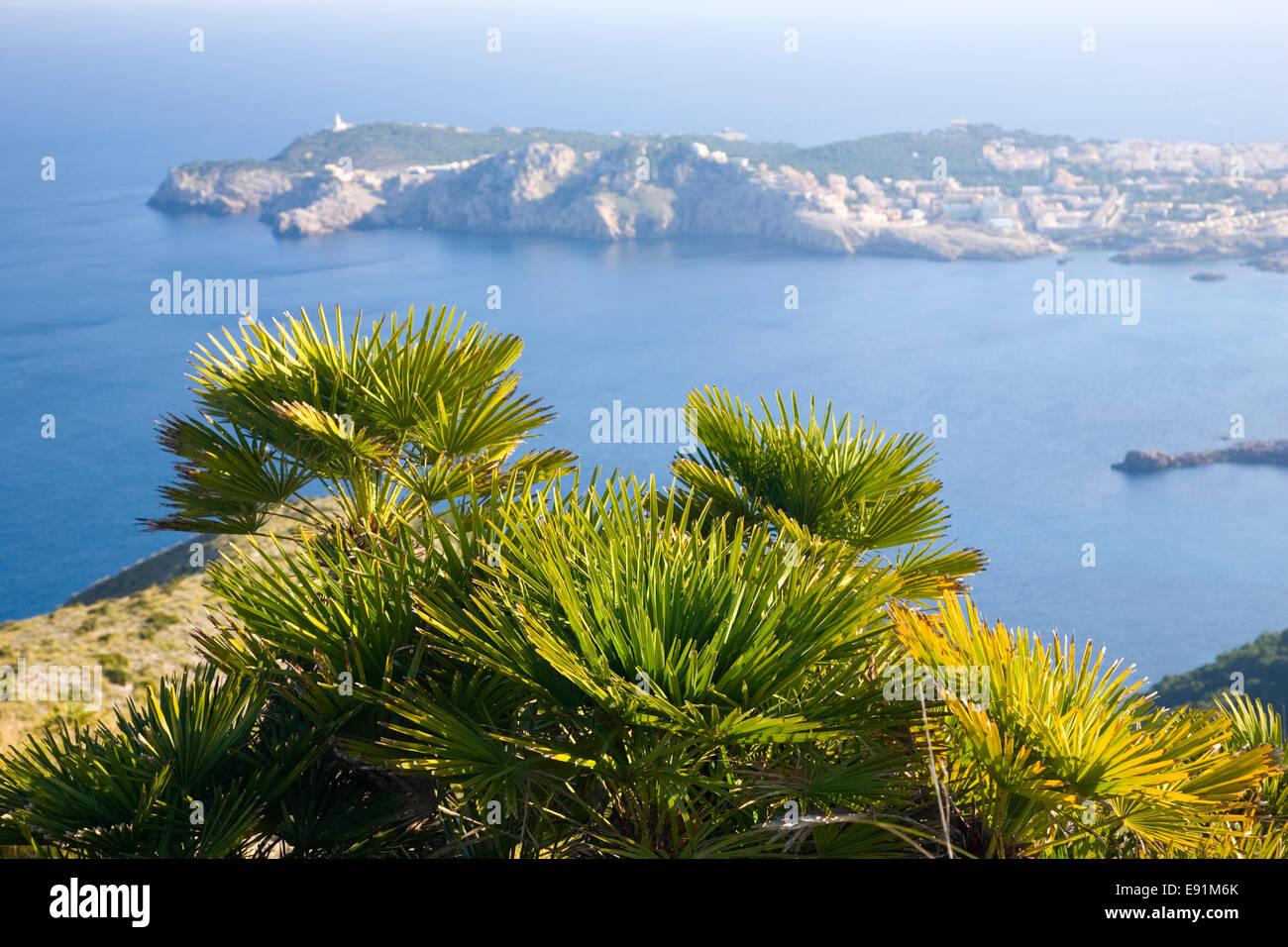 Cala Rajada, Mallorca, Balearic Islands, Spain. View over Cala Agulla to Cap de Capdepera, dwarf palm-trees in foreground. Stock Photo