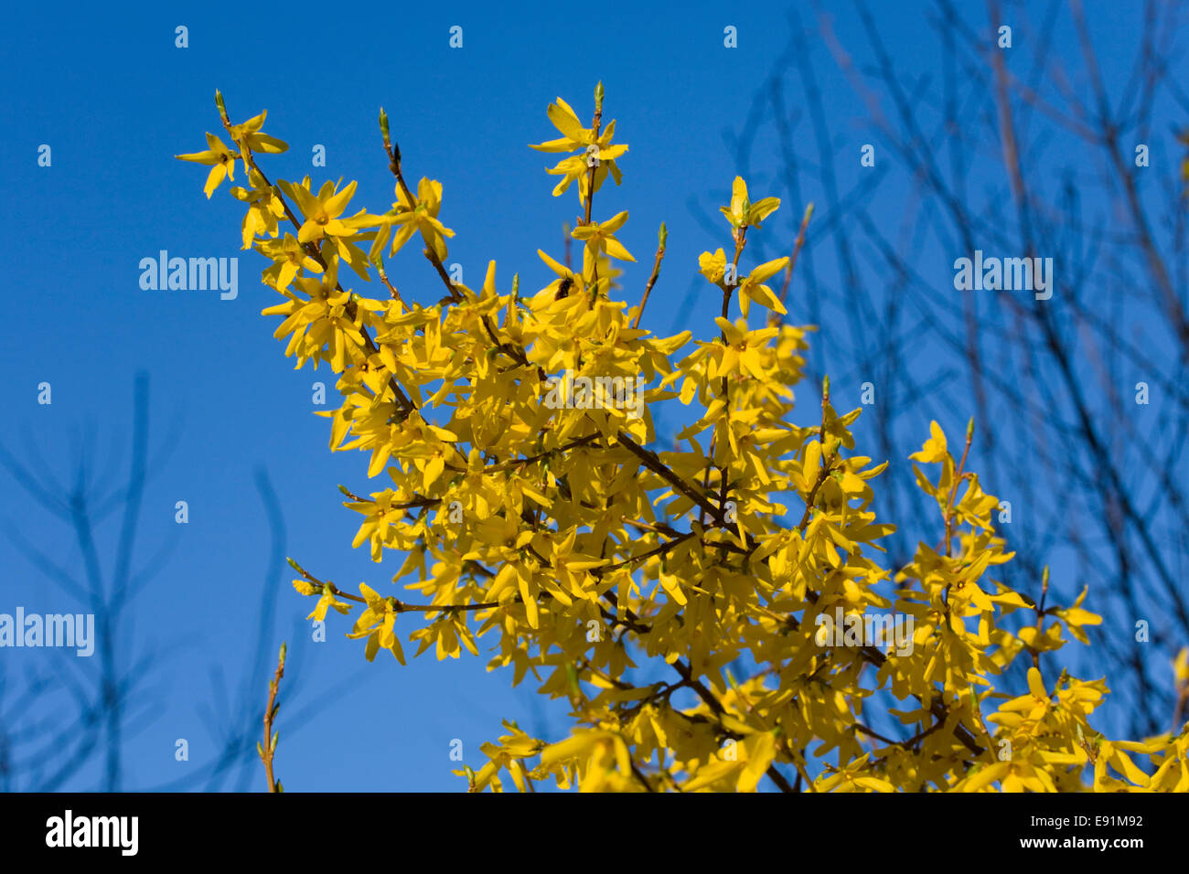 Dormansland, Surrey, England. Flowering forsythia beneath a deep blue sky. Stock Photo