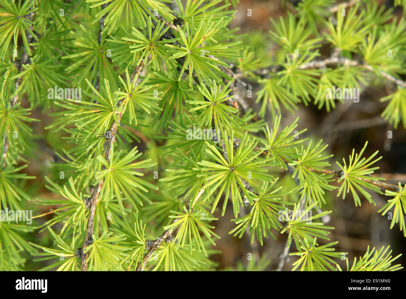 Young larch needles Stock Photo