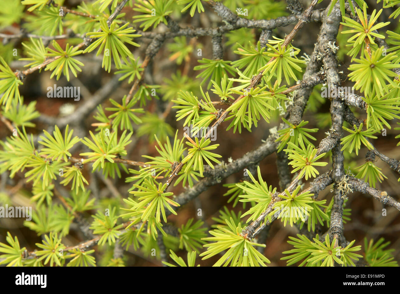Young larch needles Stock Photo
