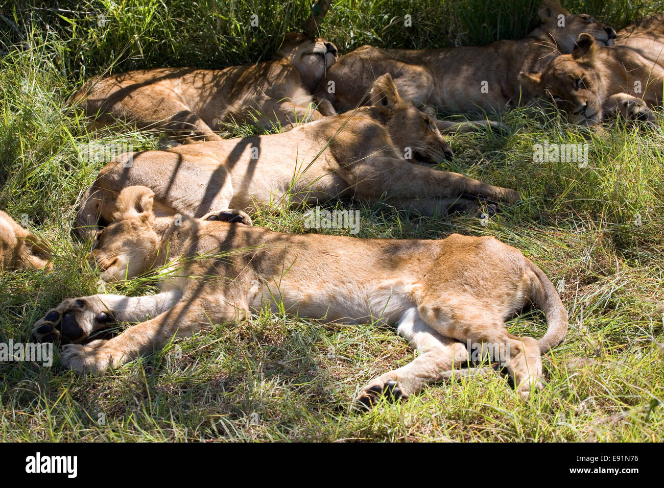 Lions park wi hires stock photography and images Alamy