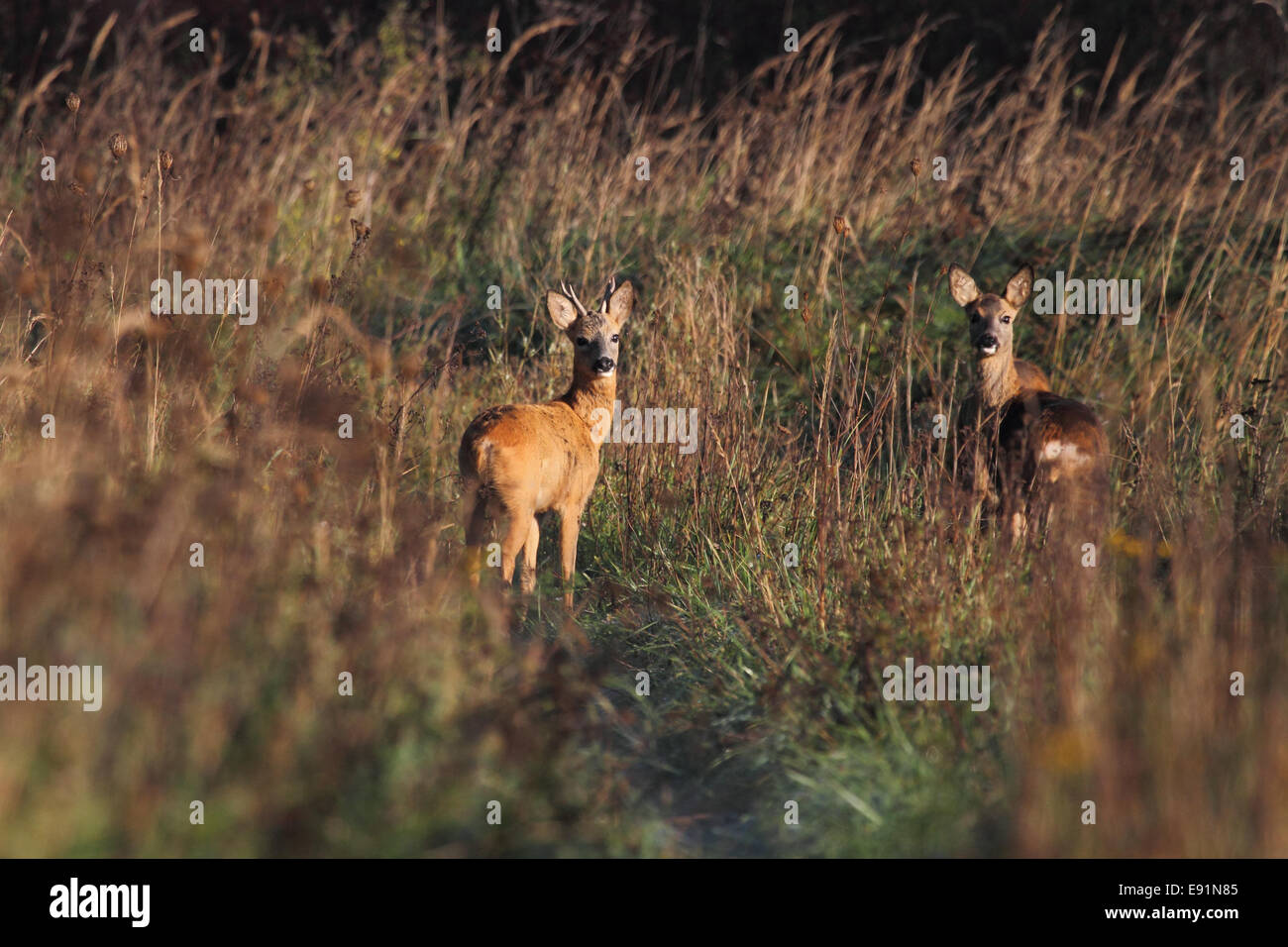 deer Stock Photo