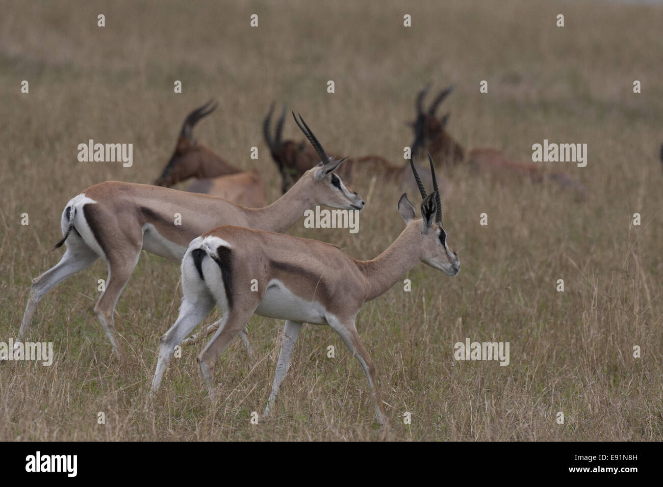 Grant gazelle hi-res stock photography and images - Alamy