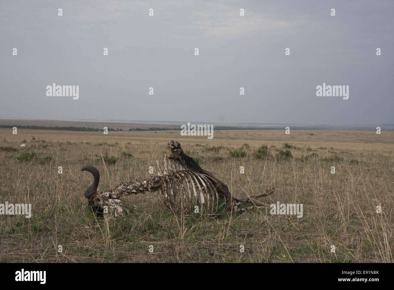 Wildebeest carcass , Masai Mara Stock Photo