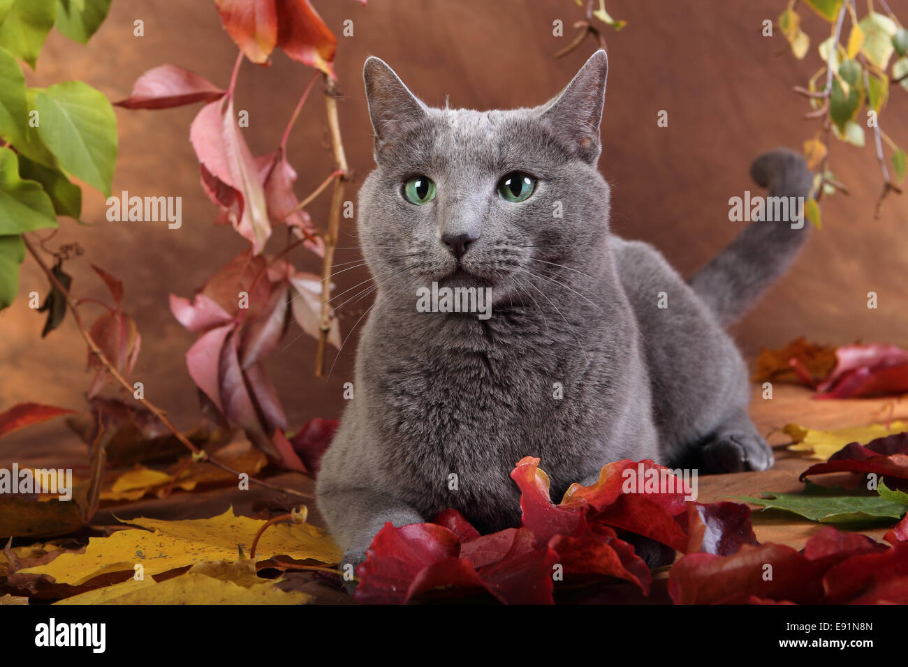 Russian blue cat girl hires stock photography and images Alamy