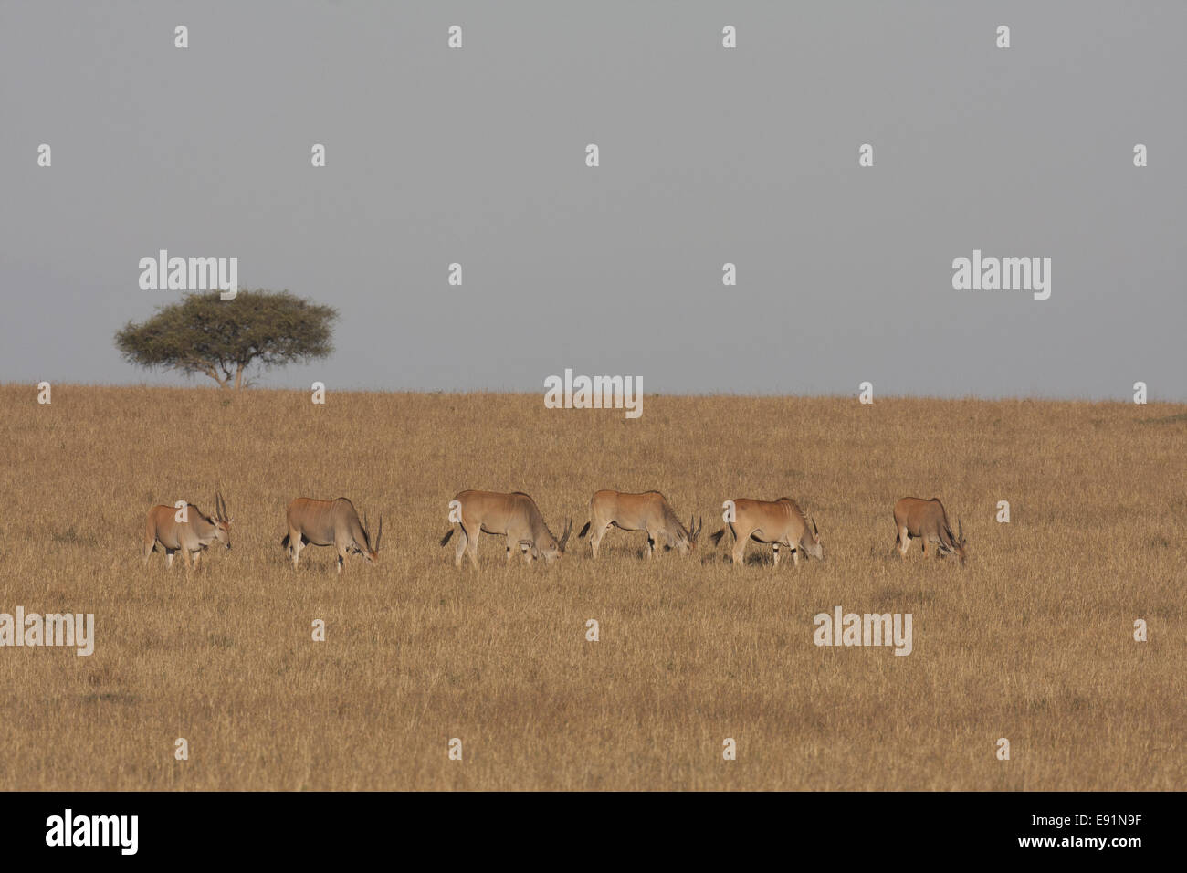 Group of Elands feeding Stock Photo