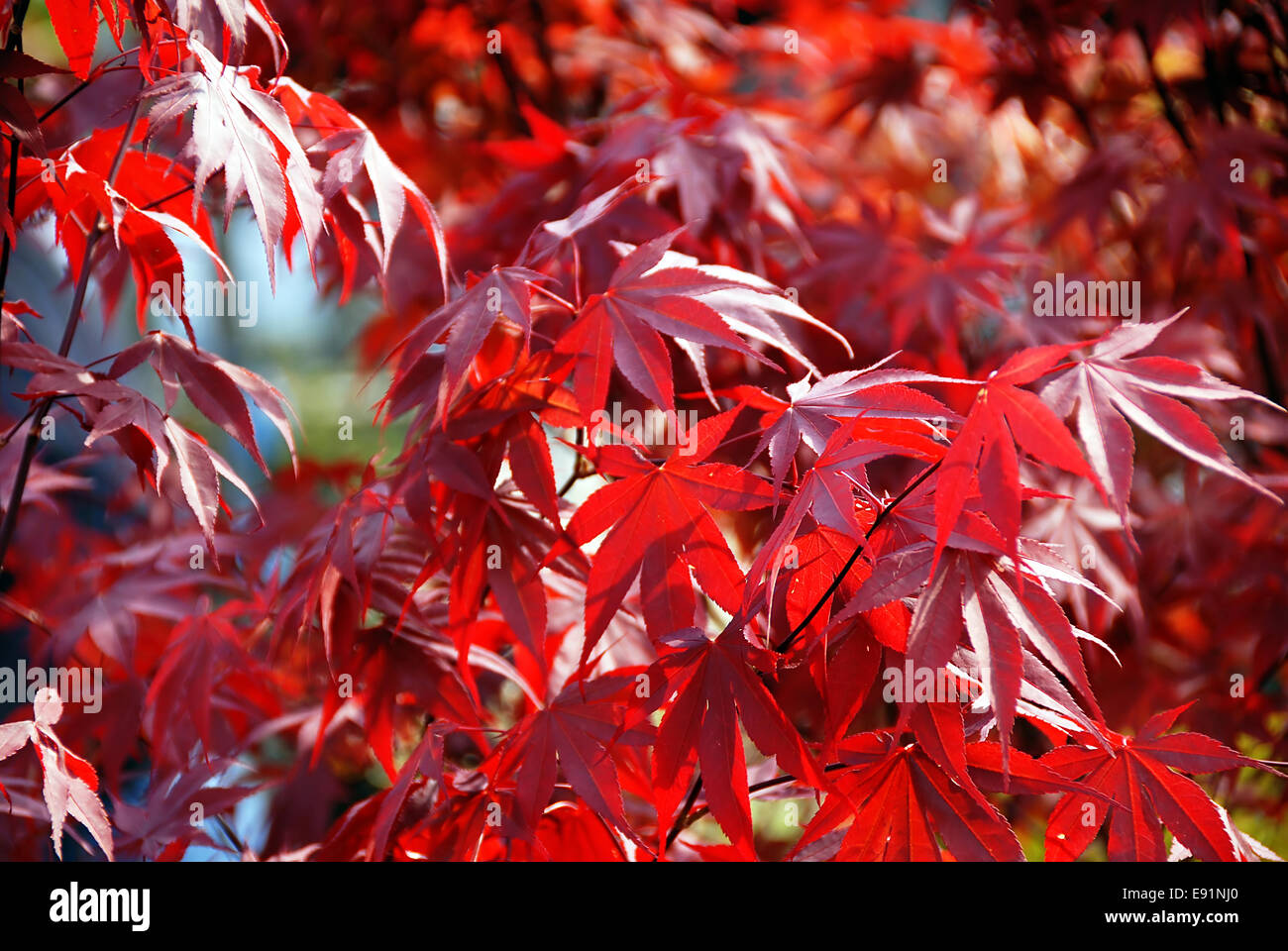 Japanese red acer maple leaves Stock Photo
