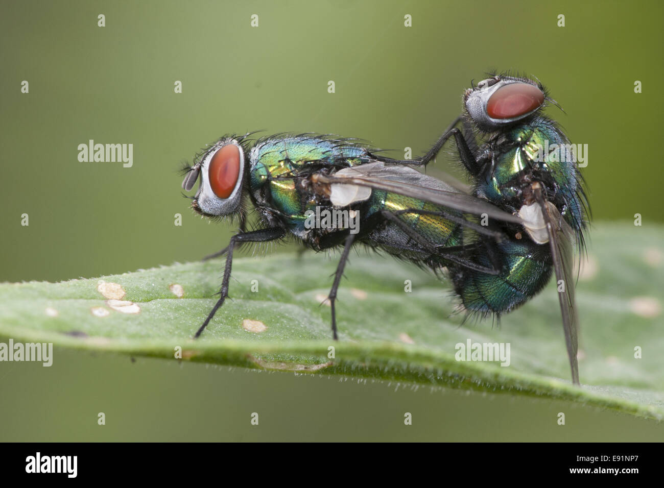 Carrion-flys mating Stock Photo