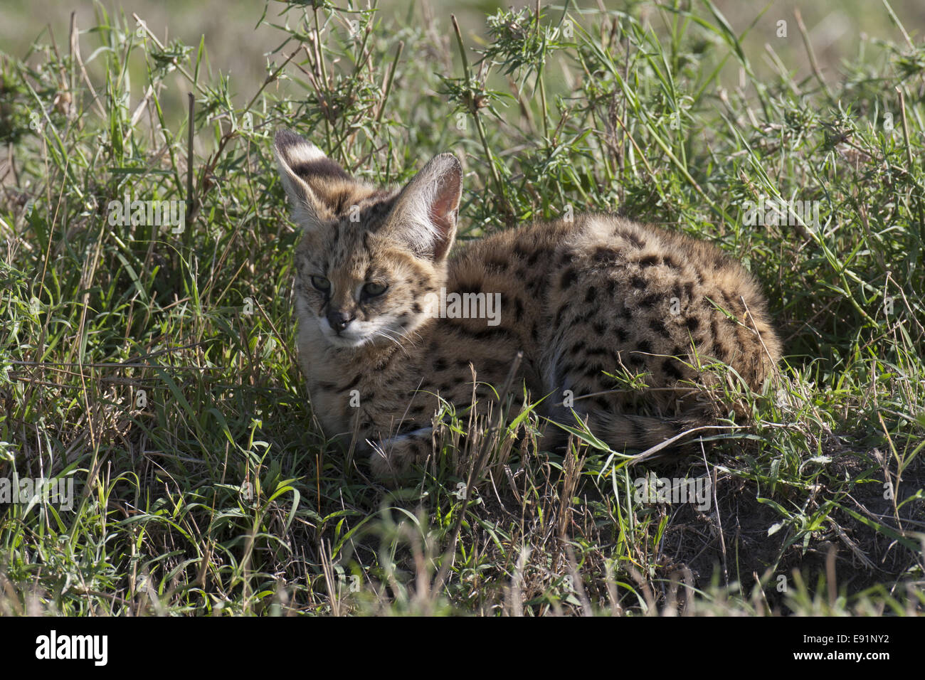 Serval cat cub Stock Photo Alamy