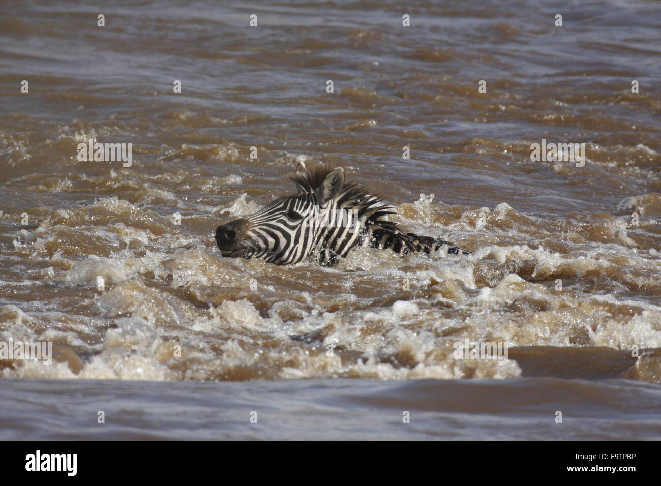 Swimming zebra in mara river hires stock photography and images Alamy