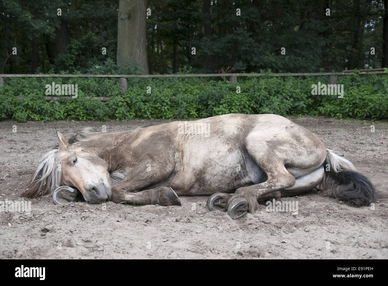 lying horse Stock Photo 74412985 Alamy