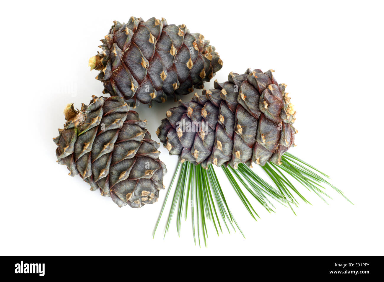 Siberian pine branch with cones Stock Photo
