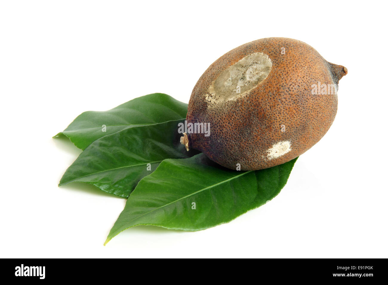 Moldy dried lemon with green leaves Stock Photo
