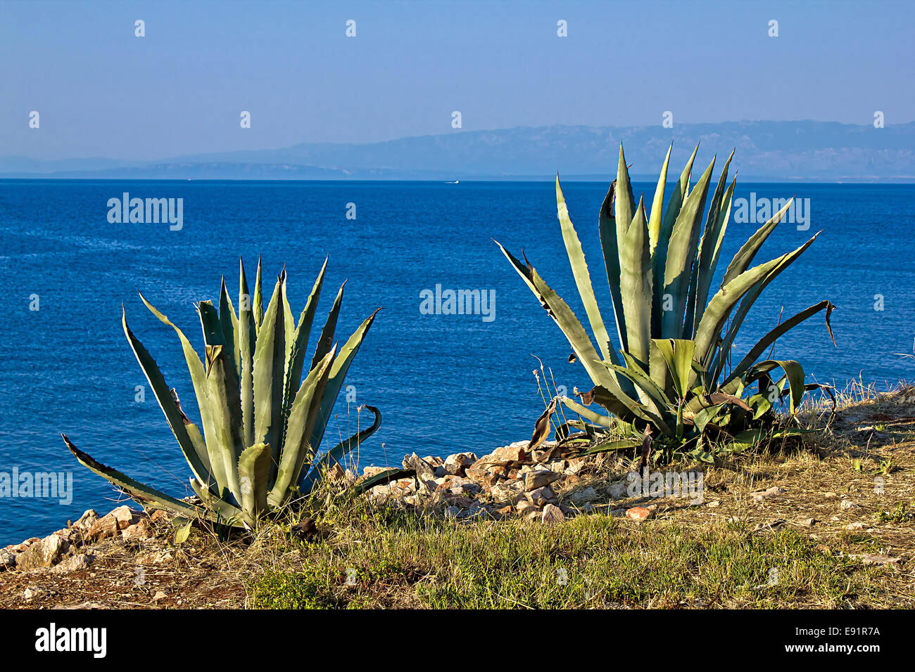 Agave plants by the sea - aloe Stock Photo